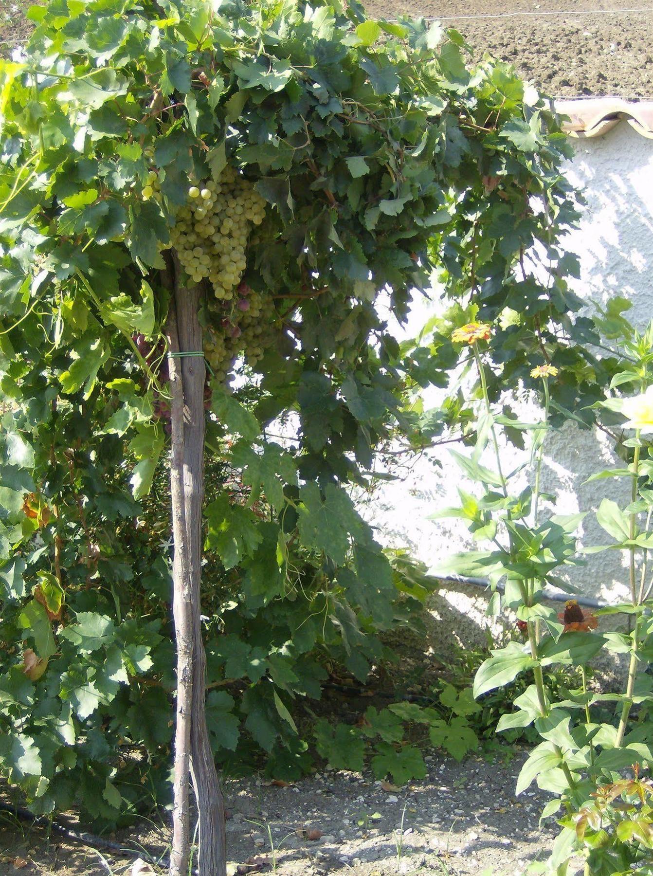 Casale Margherita Cammarata Eksteriør billede